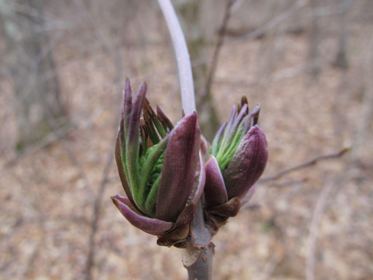 Elderberry bud Elderberry bud
