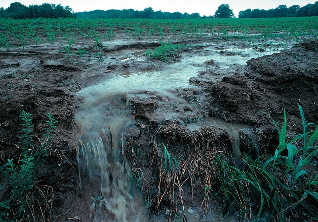 Water running off farm fields carries pollution into the nearest waterways. Water running off farm fields carries pollution into the nearest waterways.