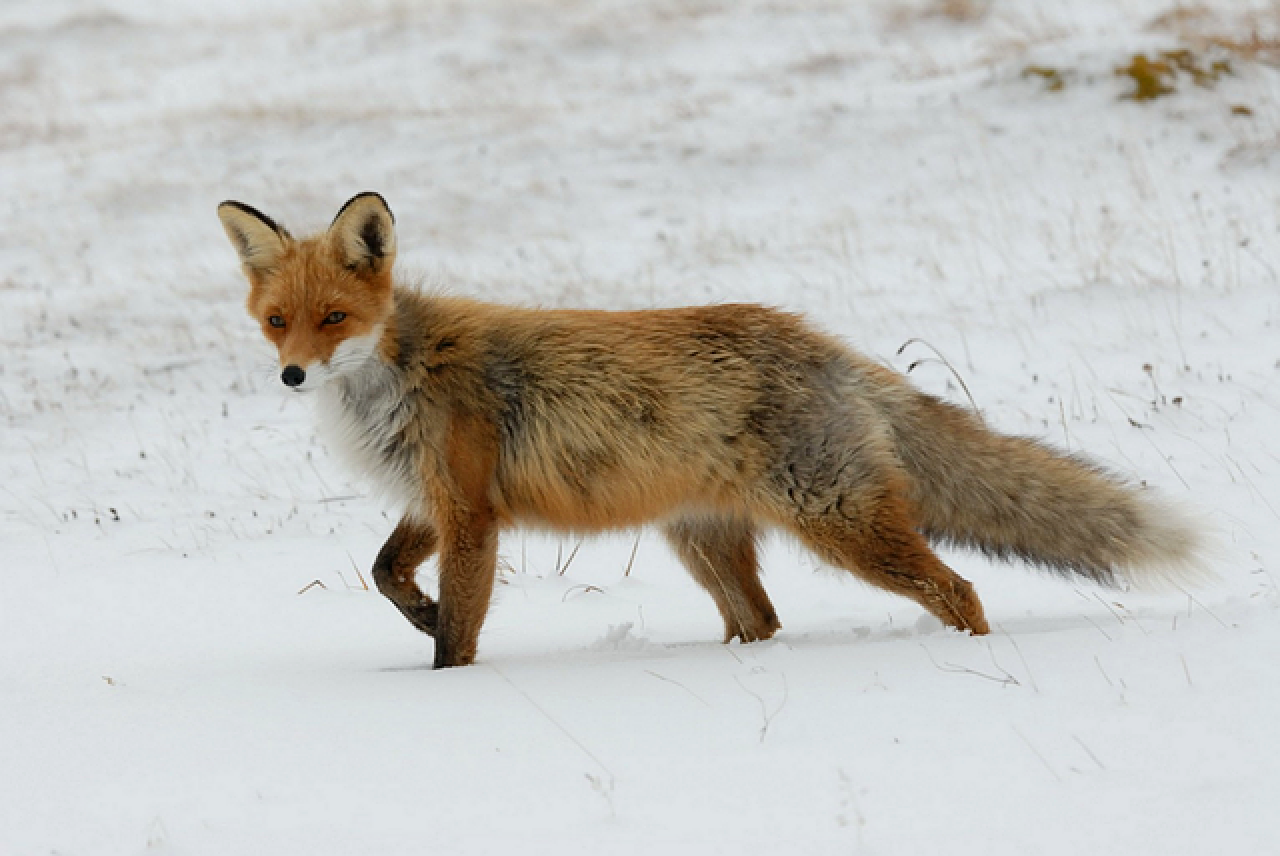 is fox live stream free is fox live stream free