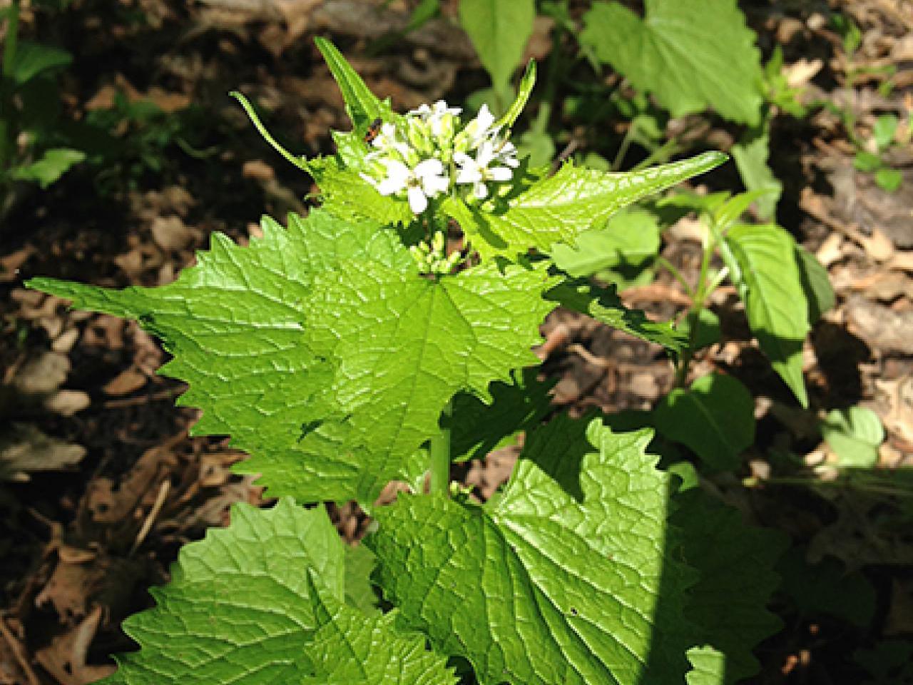 Garlic mustard
