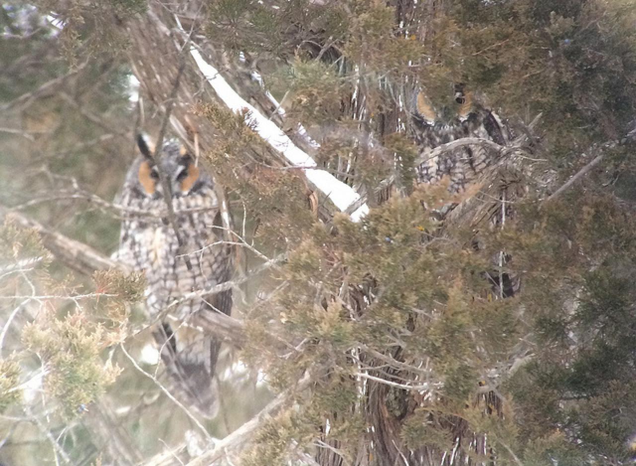 Long-eared owls in a red cedar