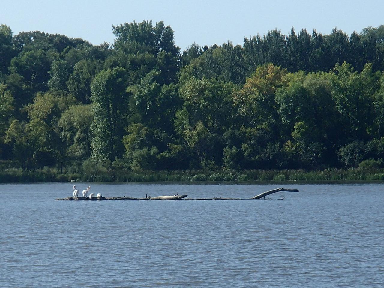 A view of the Mississippi River looking across to Lower Grey Cloud Island from the former site of Mississippi Dunes Golf Links.