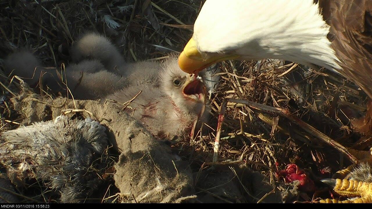 DNR eagle cam An adult bald eagle feeds its babies live on camera