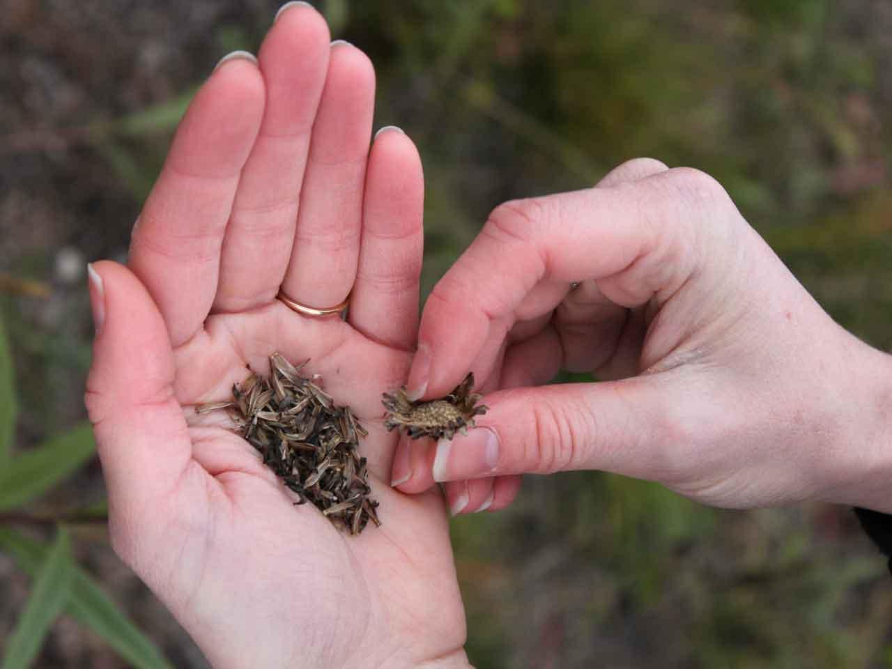 Native prairie seed harvested by hand Native prairie seed harvested by hand