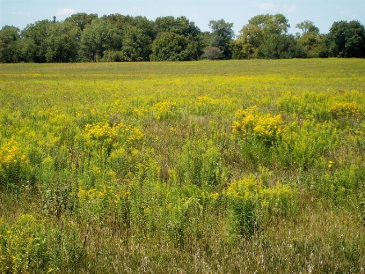 Perennial grasses for biofuels