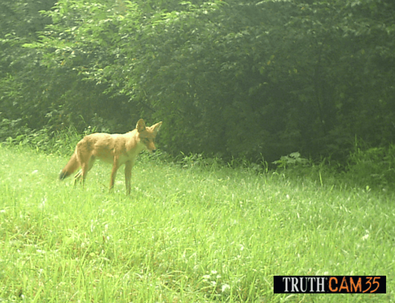 A red fox ventures into an open, grassy area.