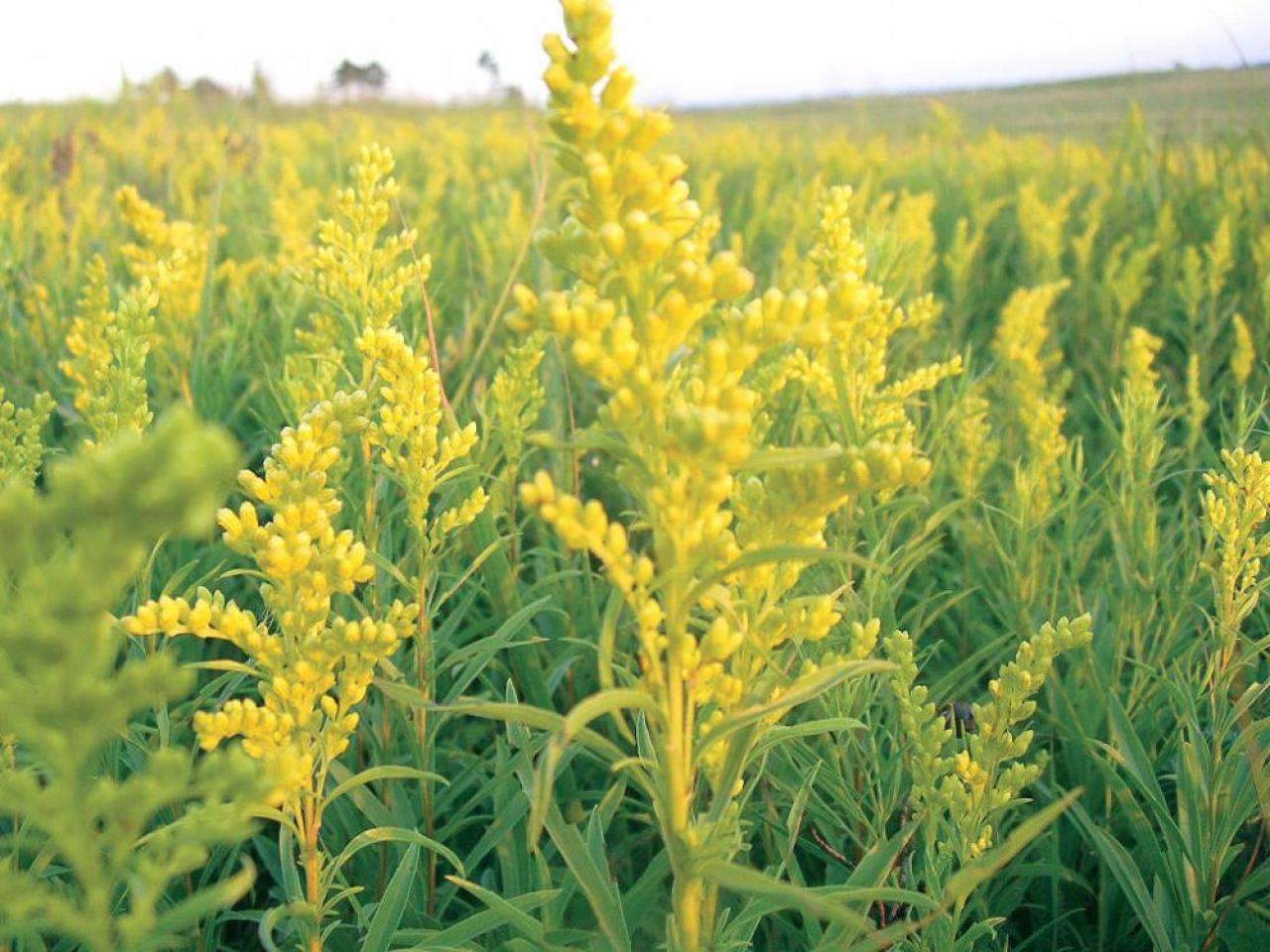 A field of showy golden flowers is a common site in late summer, but is goldenrod to blame for our allergies?