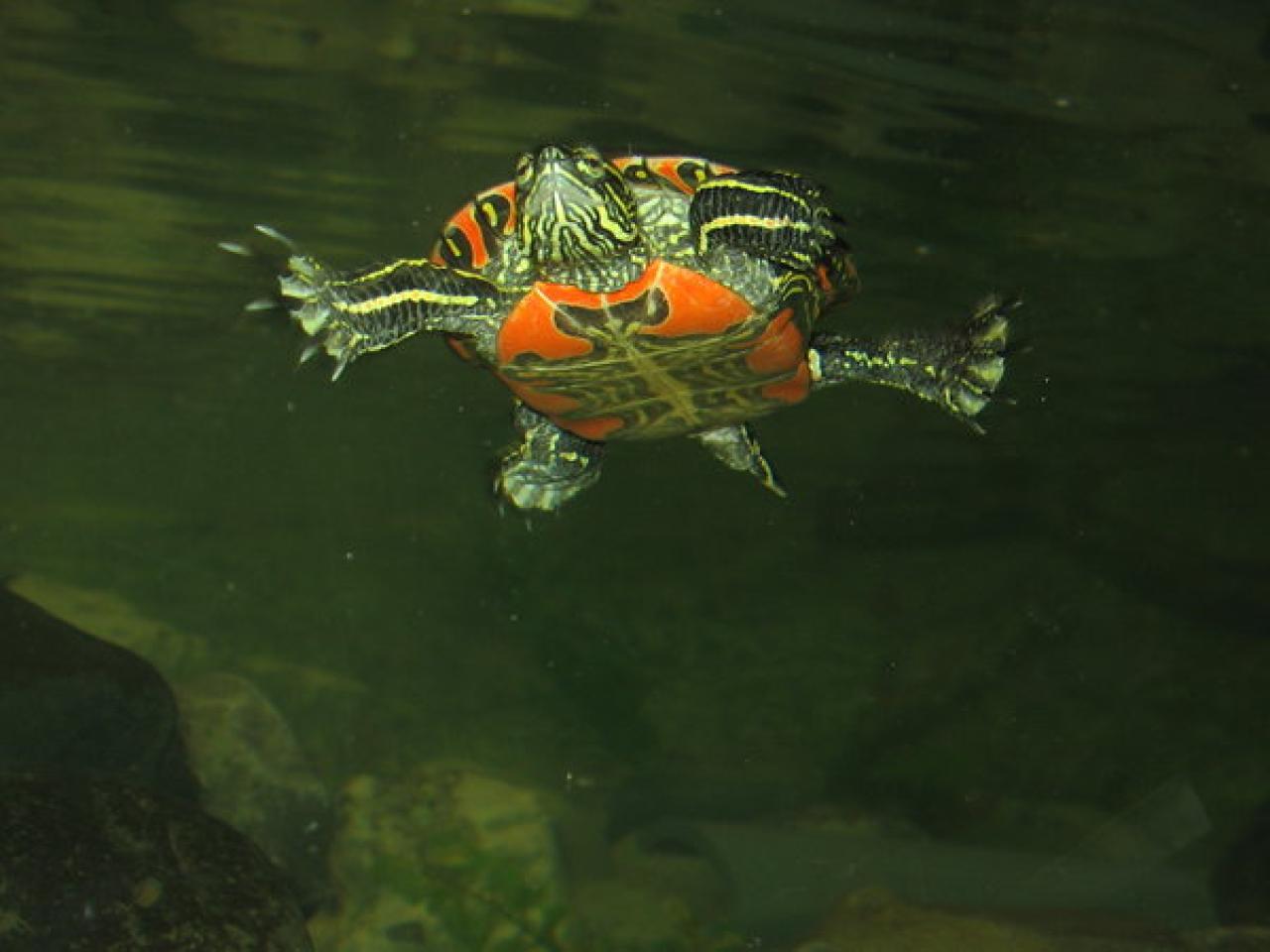 Swimming Painted Turtle Swimming turtle