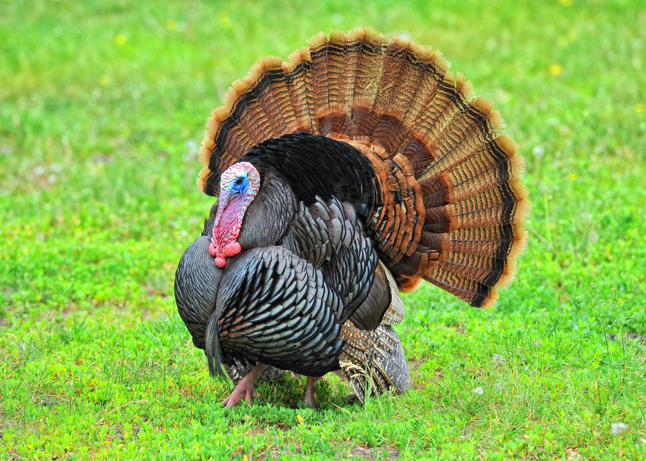 Wild turkeys are a familiar and colorful face at FMR restoration sites.