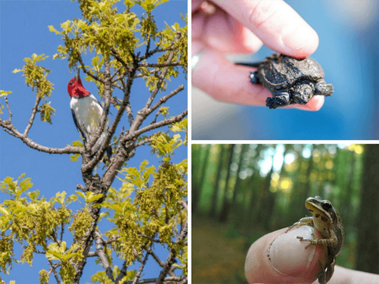 Red-headed woodpecker, baby snapping turtle, chorus frog