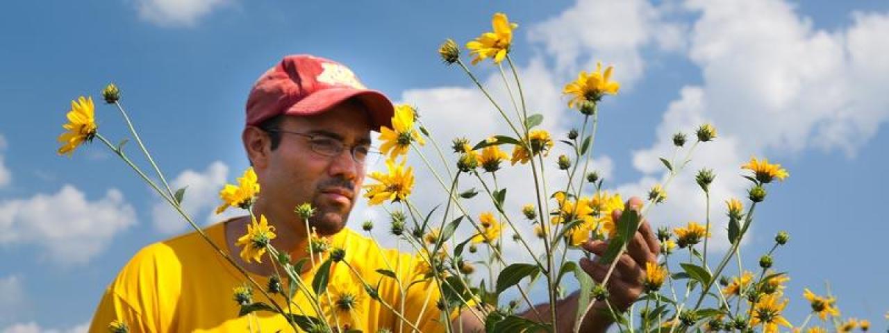 Perennial crops can help reduce agricultural runoff, provide pollinator habitat and increase farm profits. Perennial crops can help reduce agricultural runoff, provide pollinator habitat and increase farm profits.