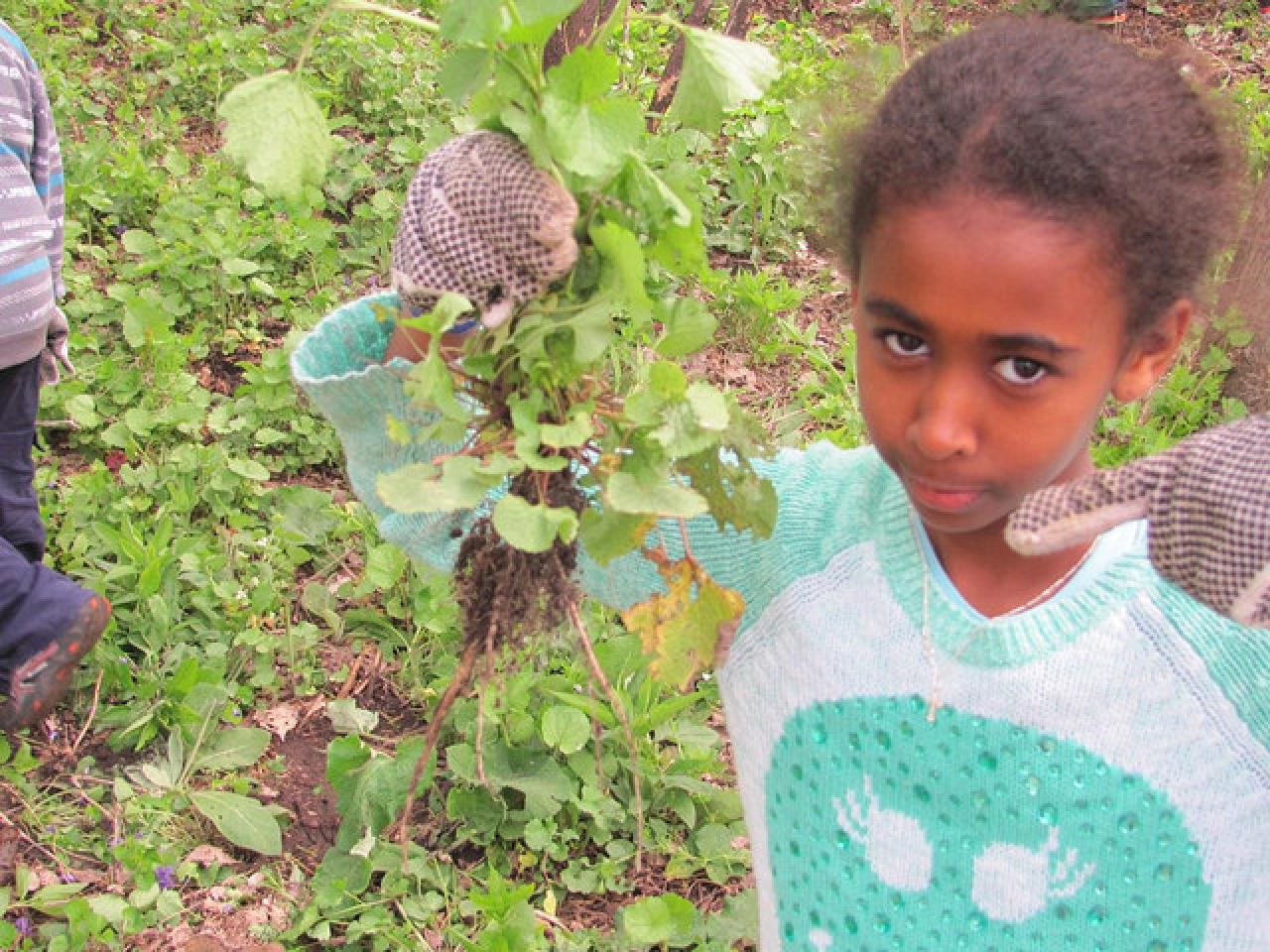 Garlic mustard pull A young volunteer with garlic mustard