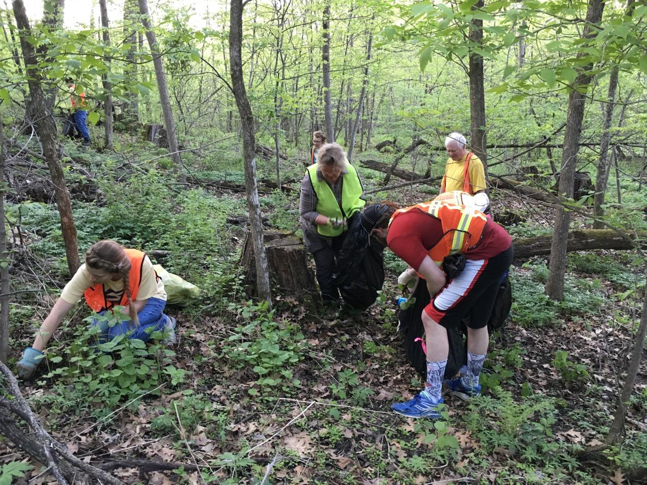 Volunteers at Hampton Woods Volunteer pull garlic mustard at Hampton Woods