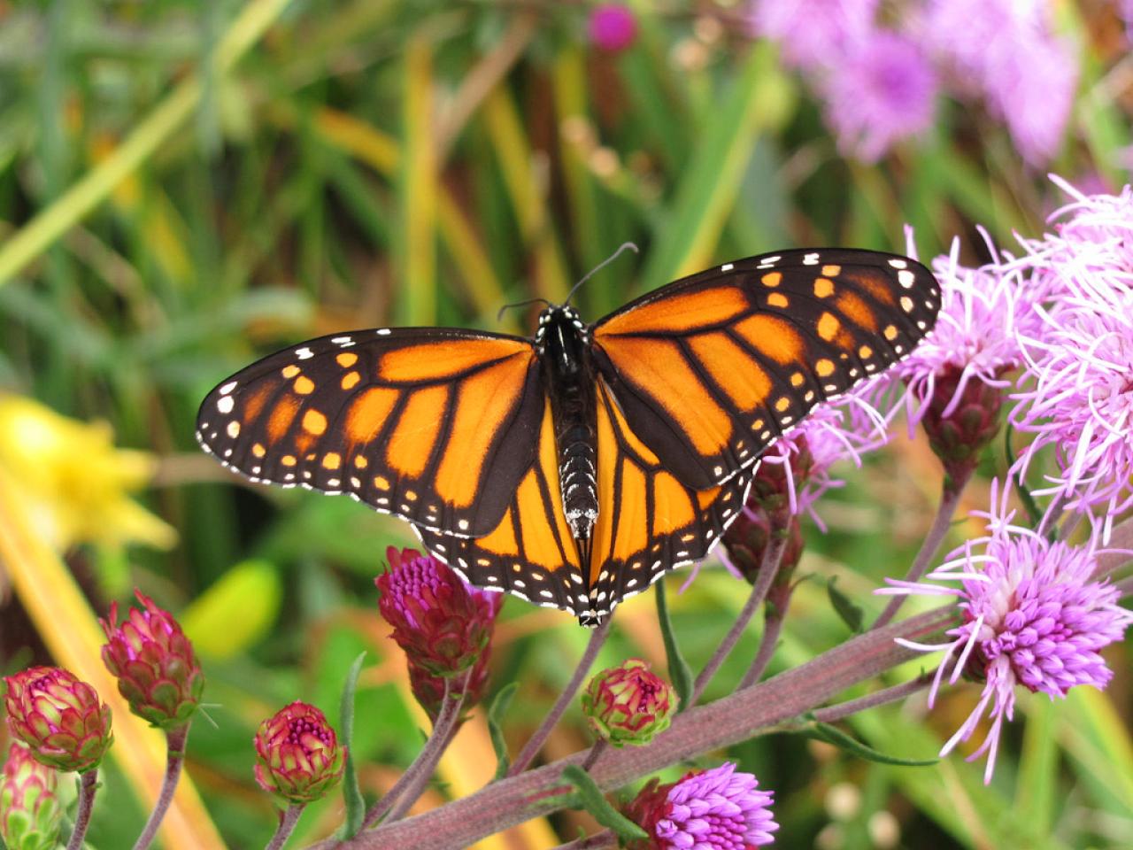Monarch butterfly Monarch butterfly
