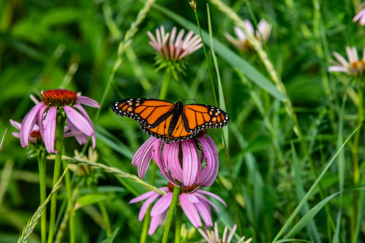 Monarch butterfly on a purple coneflower Monarch butterfly on a purple coneflower