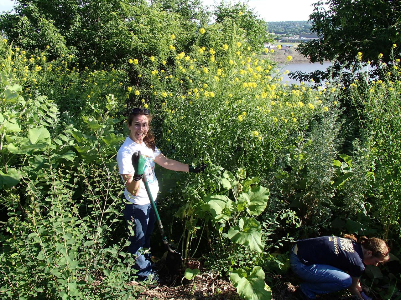 Tend native plants at Mounds Park Volunteers working at Mounds Park