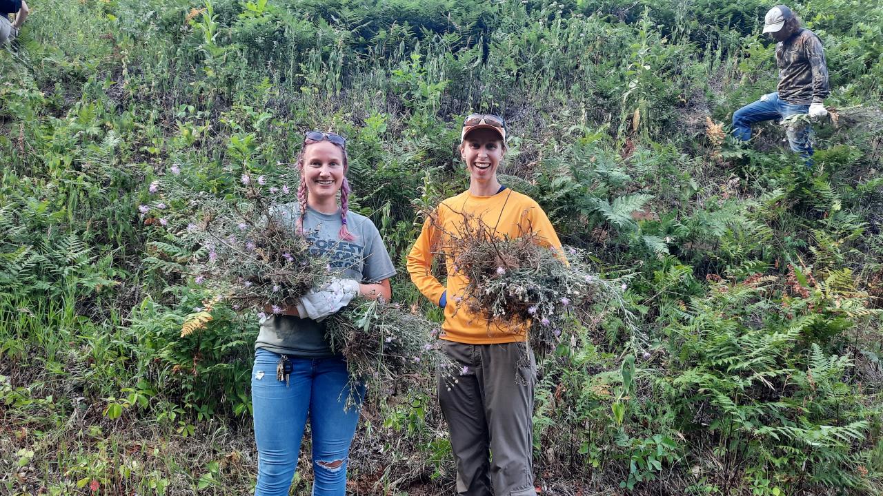Volunteers pull knapweed at Pine Bend Bluffs SNA Volunteers with knapweed at last year's pull