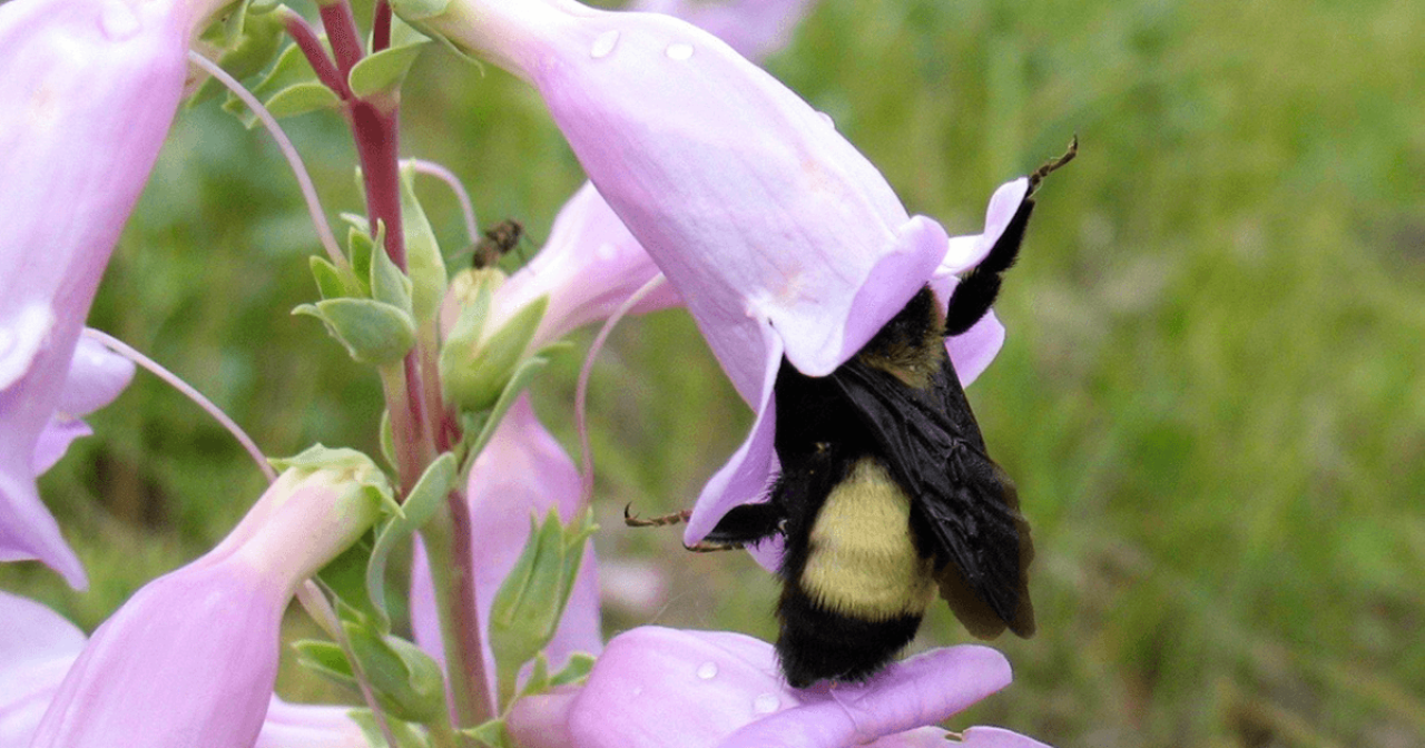 Bee in flower