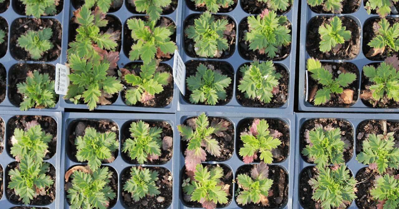 raingarden plugs raingarden plugs