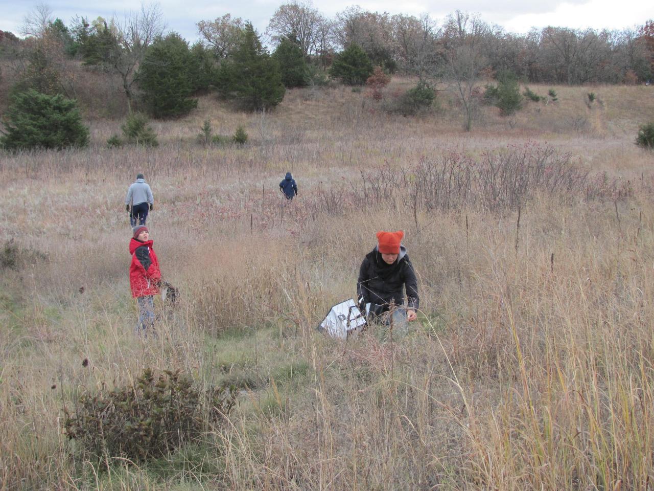 Volunteers collecting native seed at the Sand Coulee SNA Volunteers collecting native seed at the Sand Coulee SNA
