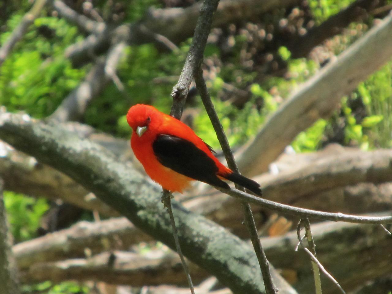Scarlet Tanager Scarlet Tanager