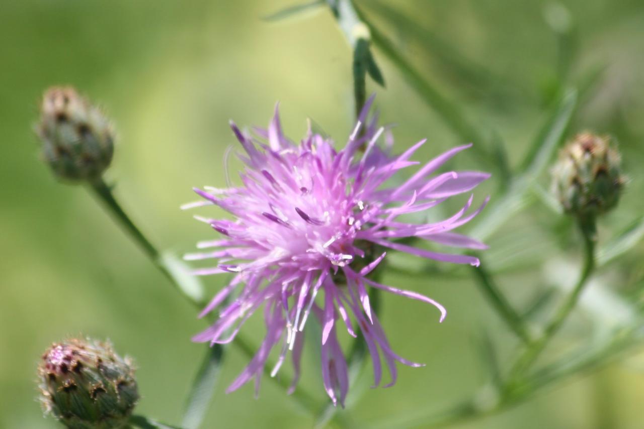 Spotted knapweed