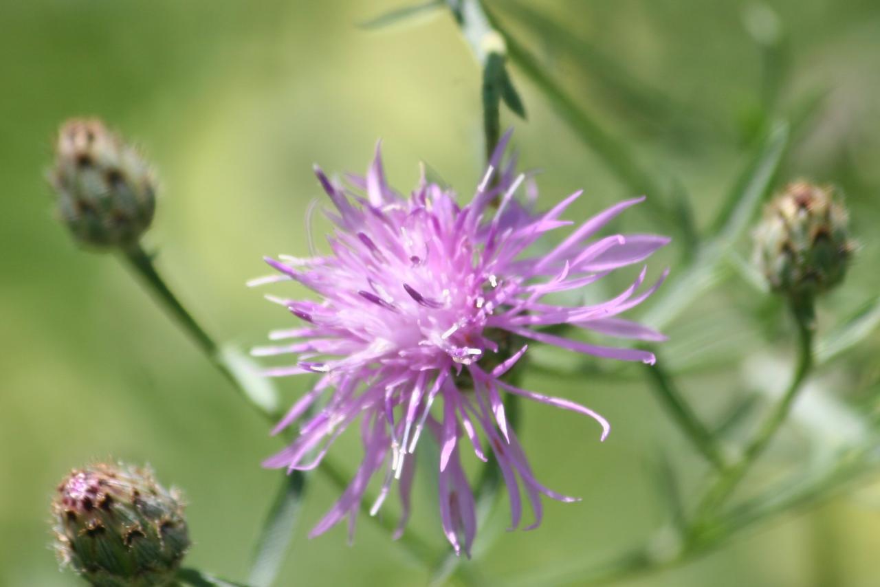 Spotted knapweed Spotted knapweed