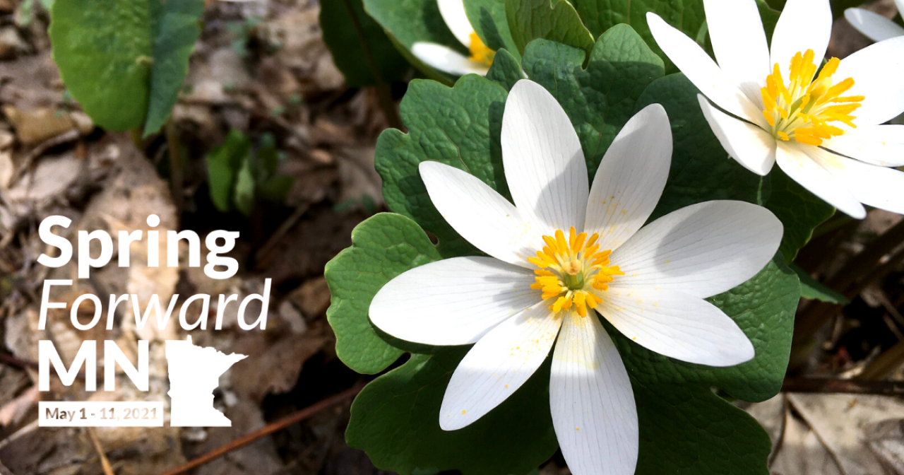 Bloodroot Spring Forward MN May 1-11 2021