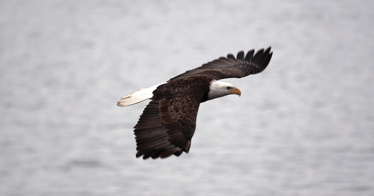 Eagle Eagle over water