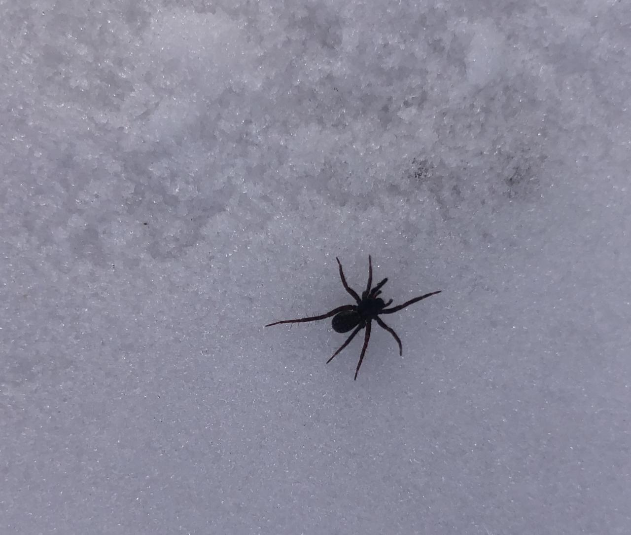 Black winter spider against white snow