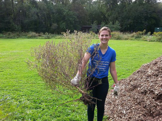 Clare successfully pulls out a large ragweed plant at Crosby Farm Park Clare shows off the large ragweed plant she pulled out of the native planting at Crosby Farm Park.