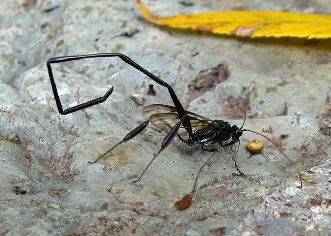 An adult female pelecinid wasp Check out that pointy abdomen!