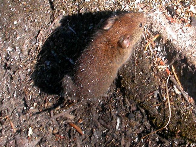 Picture of a red-backed vole