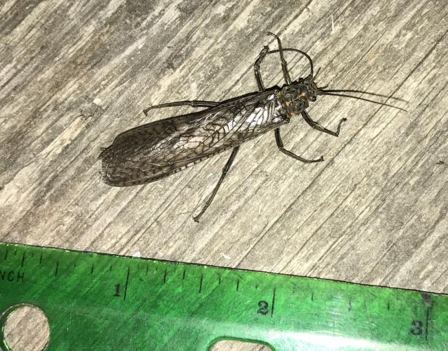 giant stonefly 1.6 inches long