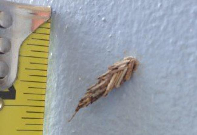 The bagworm caterpillar is safe when left in its tiny house. The bagworm caterpillar is safe when left in its tiny house.