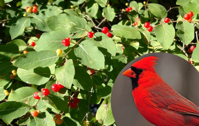 The paired, bright red berries of bush honeysuckles are easy to spot in the fall. The paired, bright red berries of bush honeysuckles are easy to spot in the fall.