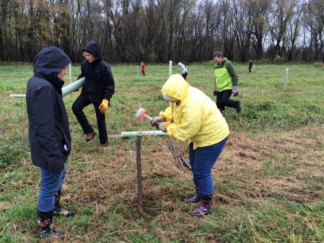 Installing cottonwood live stakes in the floodplain forest near Hastings Installing cottonwood live stakes in the floodplain forest near Hastings