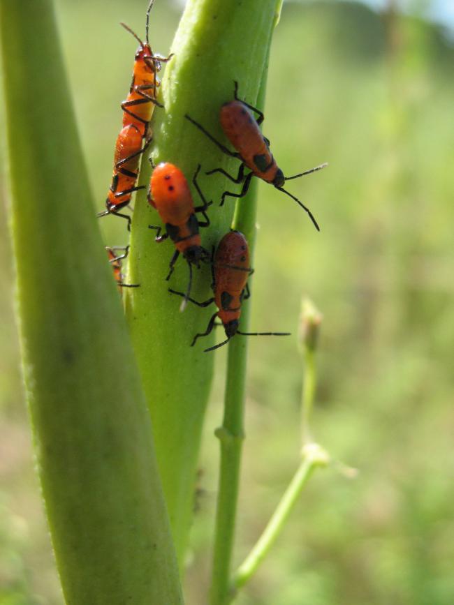 Milkweed bug nymphs with black wing buds, found on whorled milkweed in late August in Dakota County. Once mature, this generation will fly south as food supplies dwindle.