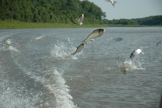 Several medium-size fish are jumping several feet high out of a lake