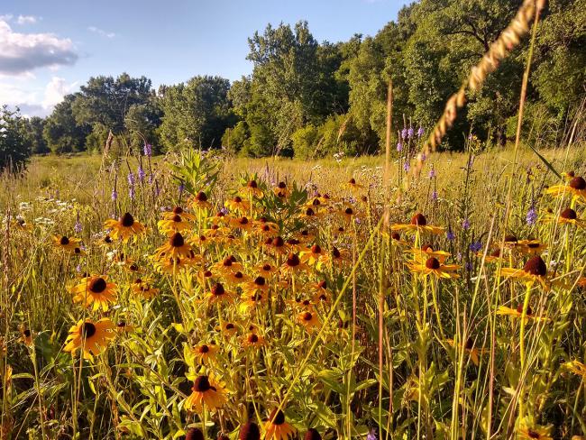 Prairie at Bruce Vento Nature Sanctuary Prairie at Bruce Vento Nature Sanctuary