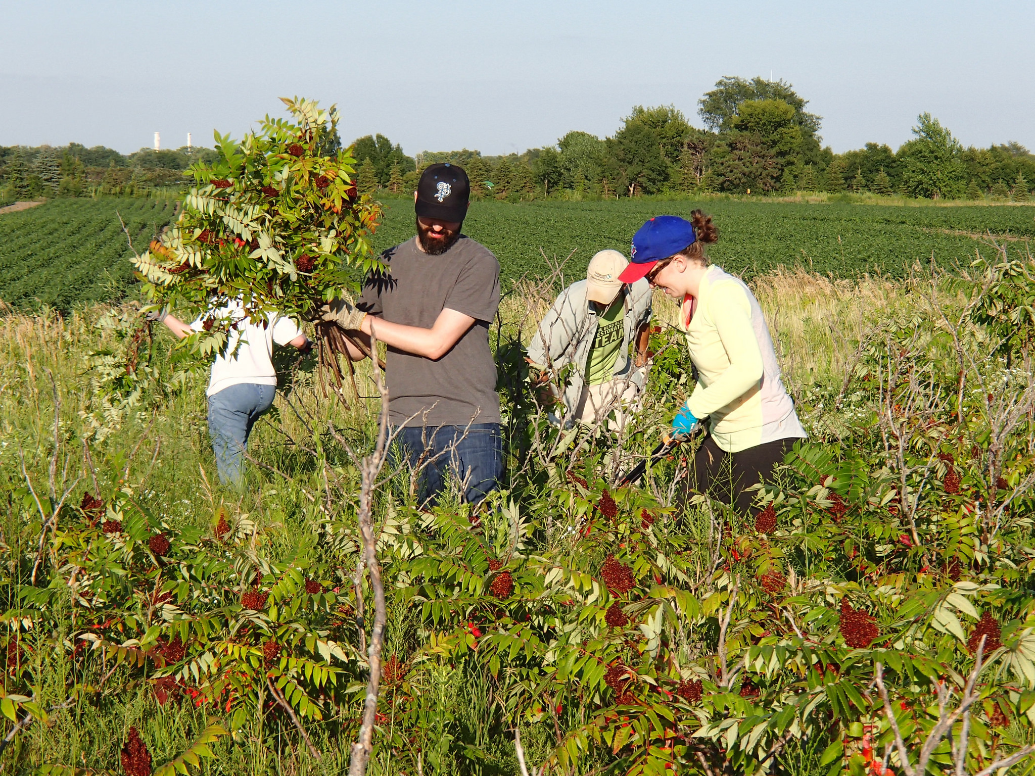 Volunteers removing sumac from Grey Cloud Dunes SNA