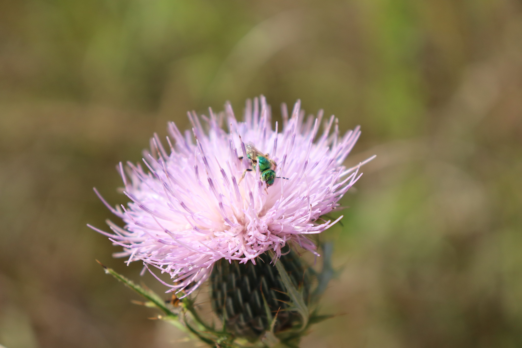 Thistle with green metallic bee