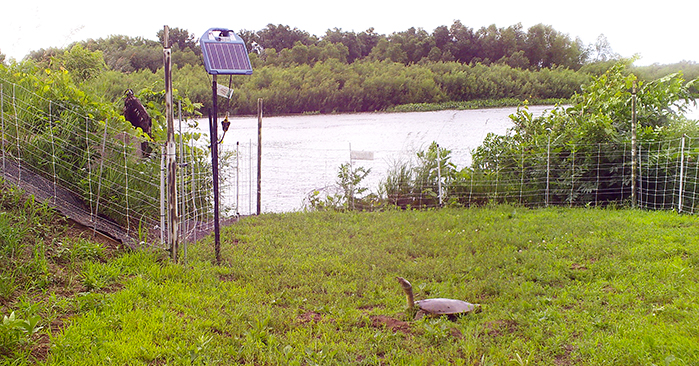 Eagle and turtle around turtle nest enclosure