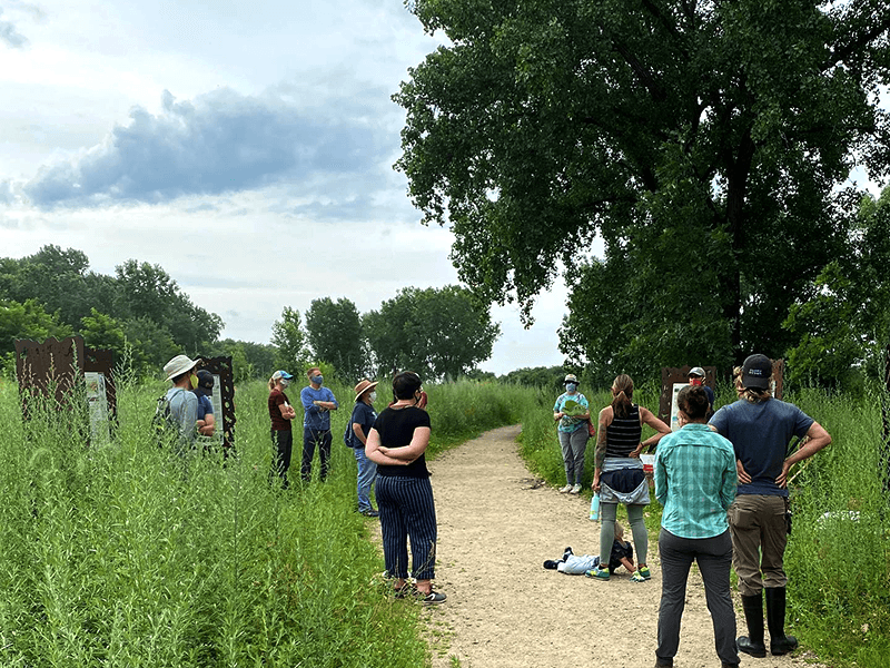 Volunteers stand below cottonwood trees