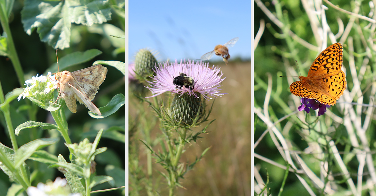 A moth, two bees, a butterfly