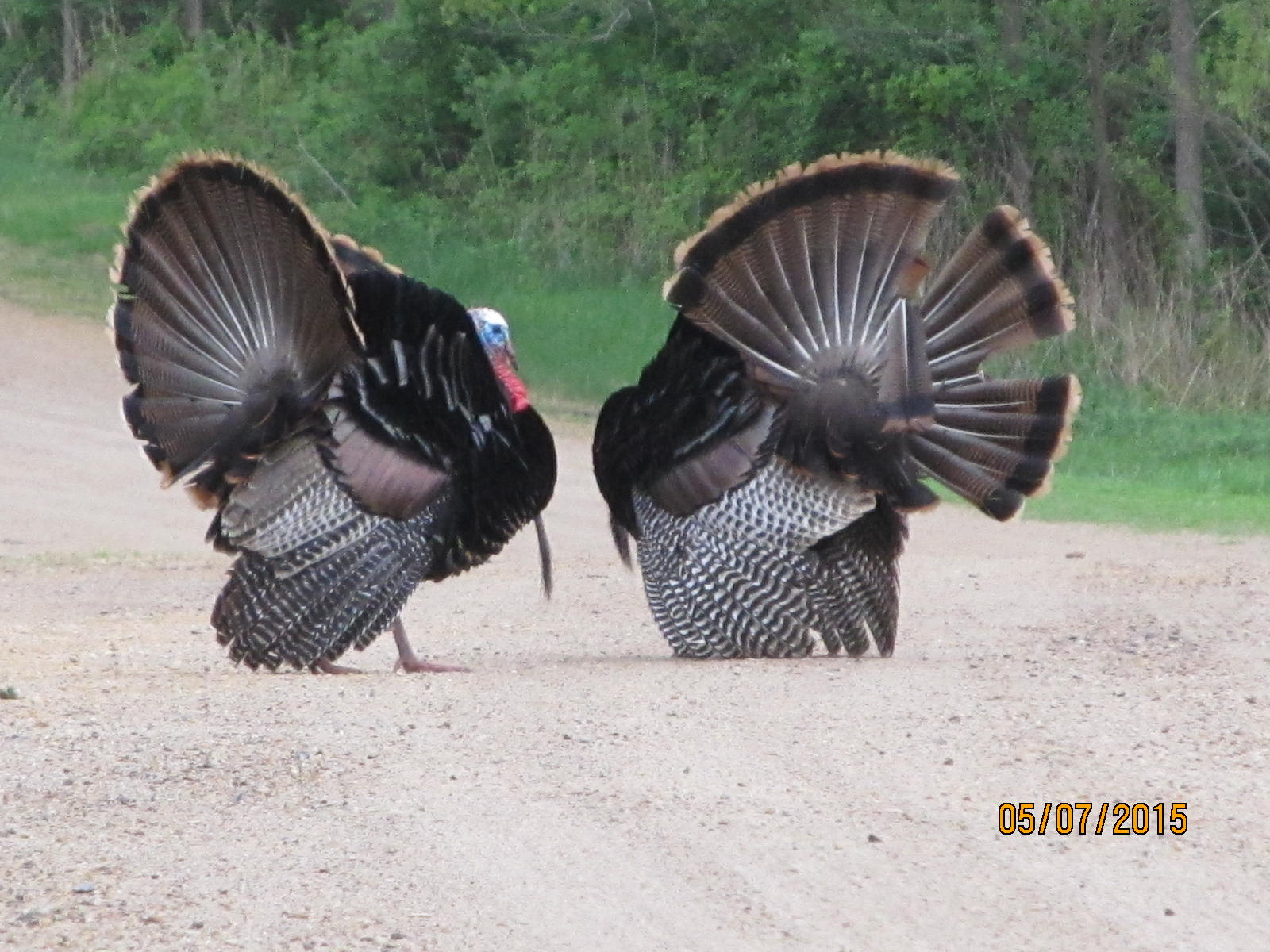 Wild turkeys displaying their feathers at the Pine Bend Bluffs natural area.