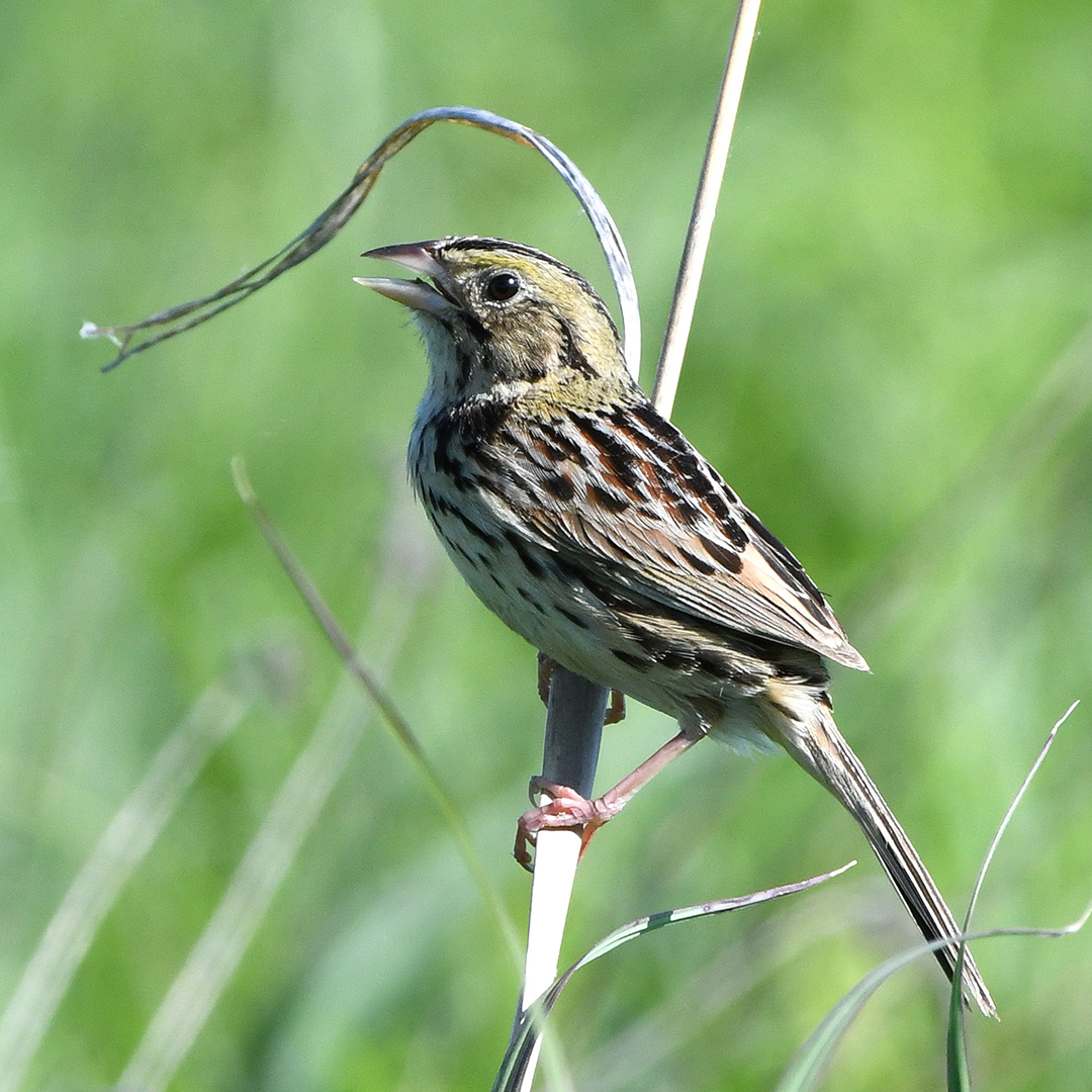 Henslow's sparrow on a stalk