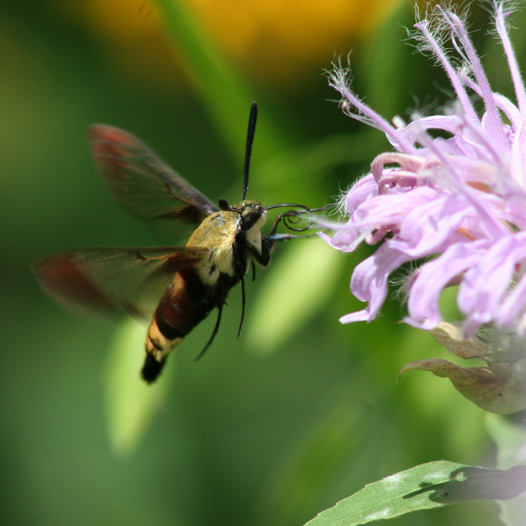 Hummingbird moth at bergamot