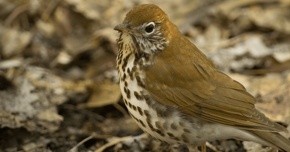 Wood thrush