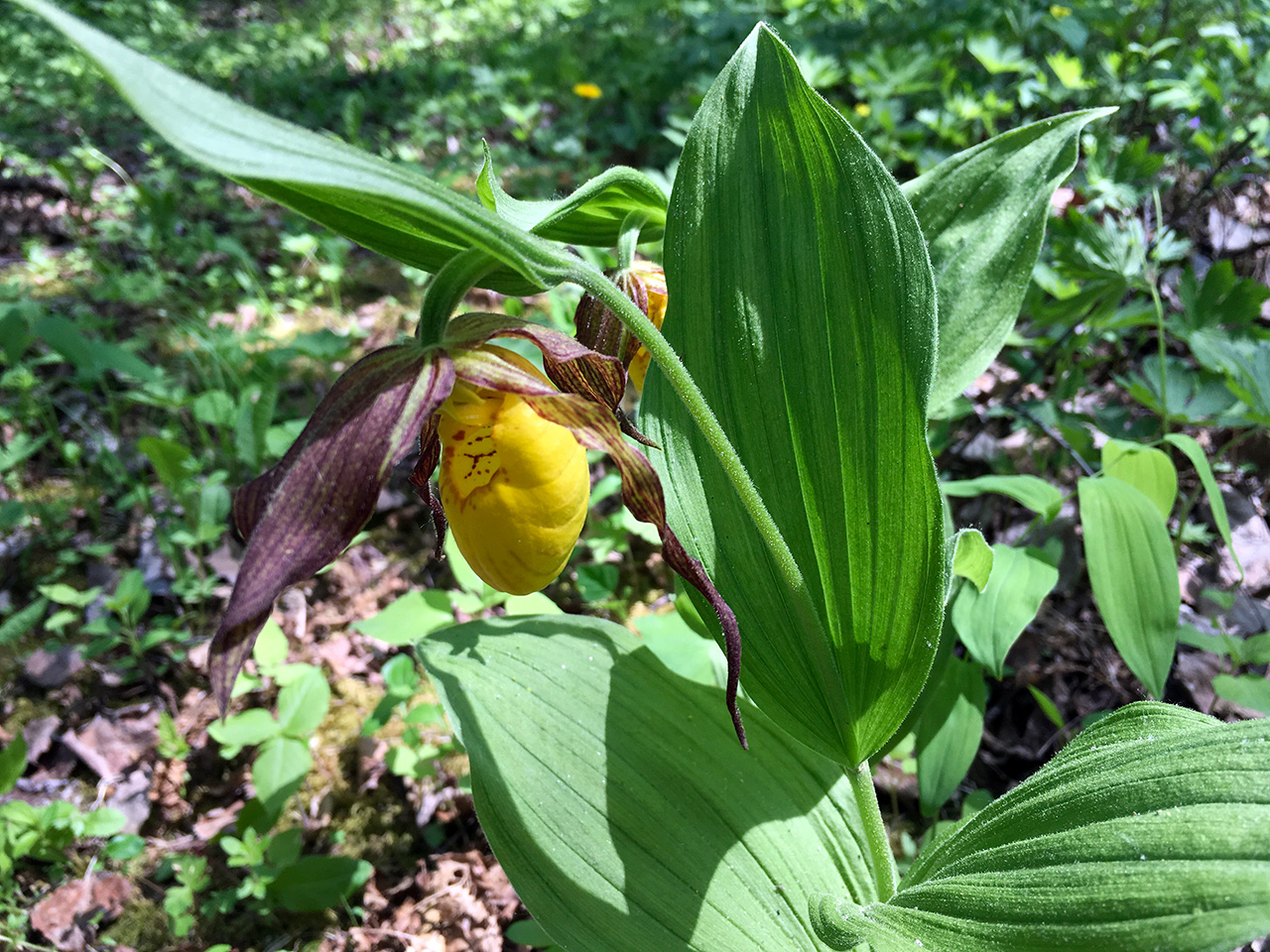 Minnesota’s coveted native orchids | Friends of the Mississippi River